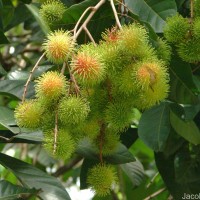 Nephelium lappaceum L.
